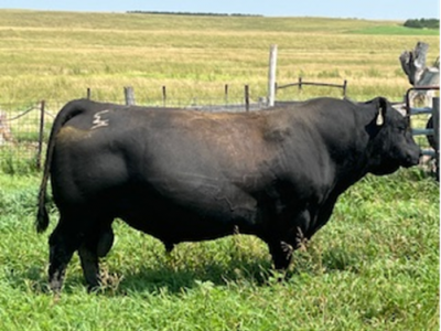 Profit - Herd Sire
