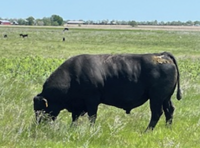 Power - Herd Sire