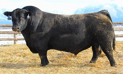 Charlo - Herd Sire