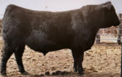 Revenue - Herd Sire