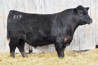 All Pro - Grand Sire