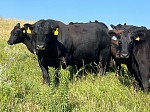 Wonnenberg Angus