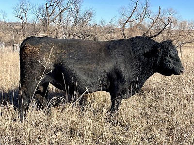Revenue - Herd Sire